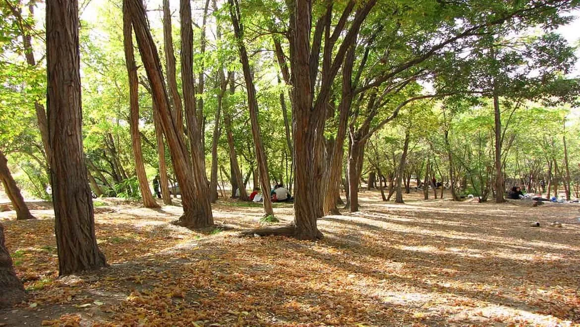 پارک جنگلی چیتگر؛ مناسب برای عکاسی فضای باز