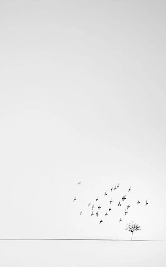 عکس سفید زیبا برای طراحی